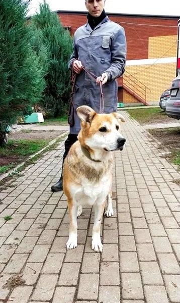 Собака Кора, сука, Приют Малинки (Кожухово), Москва. Фото 4 из 6.