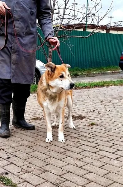 Собака Кора, сука, Приют Малинки (Кожухово), Москва. Фото 5 из 6.