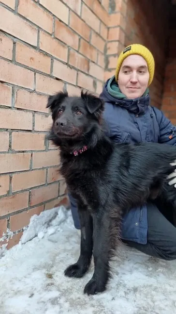 Собака Бурбон, кобель, Приют Малинки (Кожухово), Москва. Фото 5 из 11.