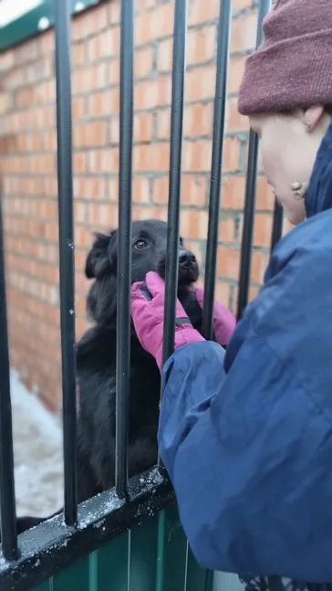 Собака Бурбон, кобель, Приют Малинки (Кожухово), Москва. Фото 6 из 11.
