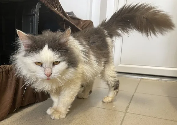 Кошка Василиса, кошка, Приют Малинки (Кожухово), Москва. Фото 7 из 10.