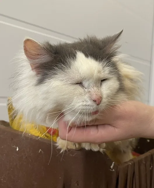 Кошка Василиса, кошка, Приют Малинки (Кожухово), Москва. Фото 8 из 10.