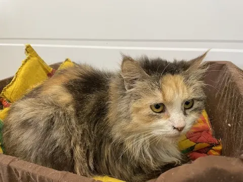 Желтоглазка — кошка, Москва