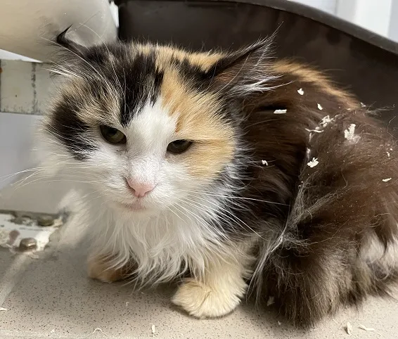 Кошка Трехцветка, кошка, Приют Малинки (Кожухово), Москва. Фото 2 из 8.