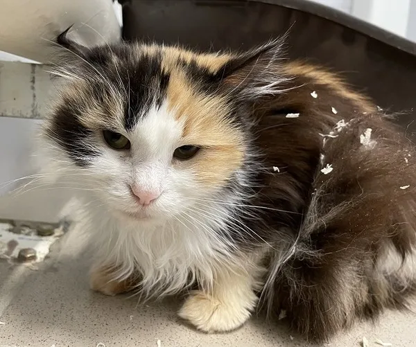 Кошка Трехцветка, кошка, Приют Малинки (Кожухово), Москва. Фото 3 из 8.