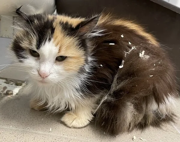 Кошка Трехцветка, кошка, Приют Малинки (Кожухово), Москва. Фото 4 из 8.