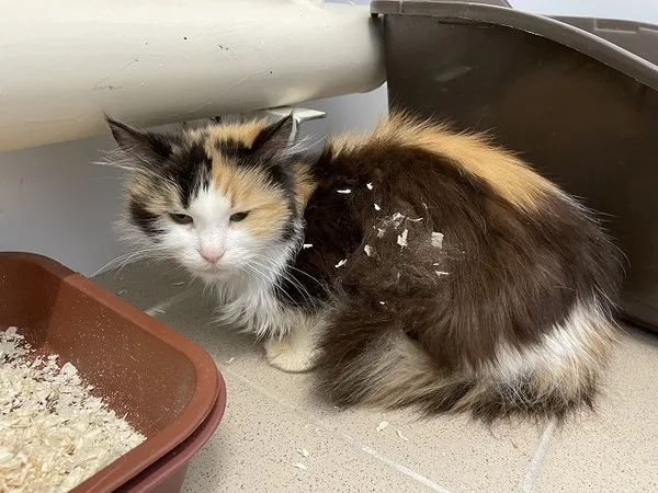 Кошка Трехцветка, кошка, Приют Малинки (Кожухово), Москва. Фото 7 из 8.