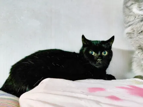 Дженна — кошка, Москва