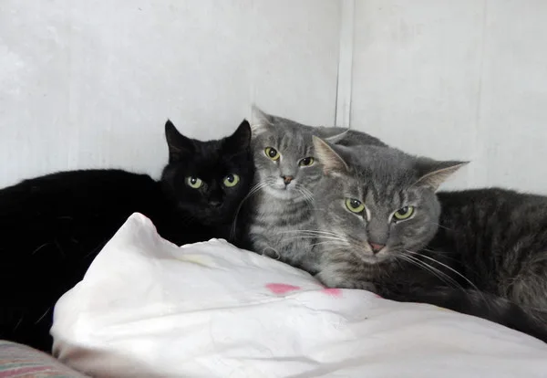 Кошка Дженна, кошка, Приют Малинки (Кожухово), Москва. Фото 2 из 3.