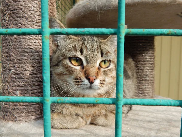 Кошка Сабина, кошка, Приют Малинки (Кожухово), Москва. Фото 3 из 7.
