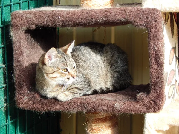 Кошка Сабина, кошка, Приют Малинки (Кожухово), Москва. Фото 4 из 7.