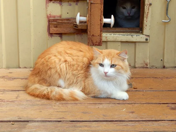Кошка Манго, кошка, Приют Малинки (Кожухово), Москва. Фото 1 из 4.