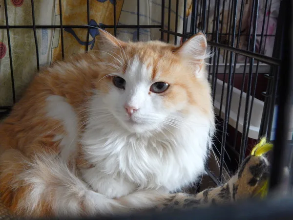 Кошка Манго, кошка, Приют Малинки (Кожухово), Москва. Фото 3 из 4.