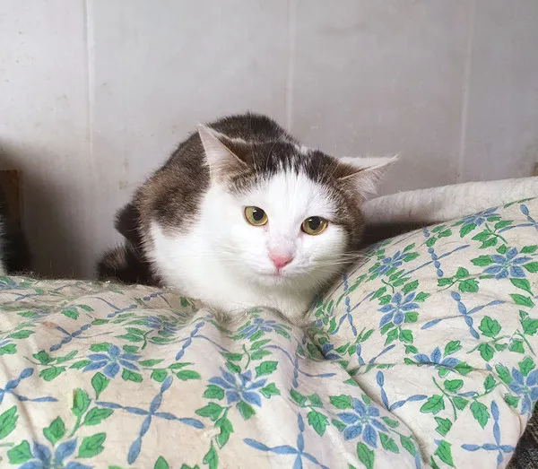 Кошка Смилла, кошка, Приют Малинки (Кожухово), Москва. Фото 1 из 5.