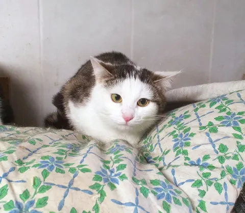 Смилла — кошка, Москва