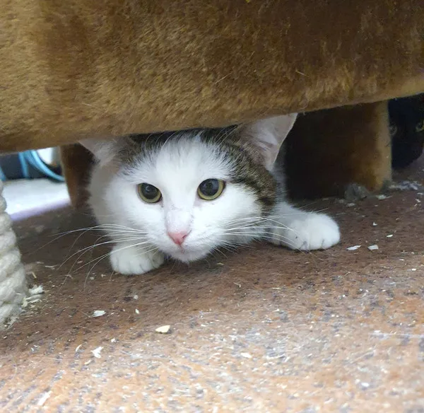 Кошка Смилла, кошка, Приют Малинки (Кожухово), Москва. Фото 3 из 5.