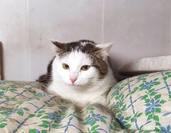 Кошка Смилла, кошка, Приют Малинки (Кожухово), Москва. Фото 5 из 5.