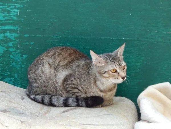 Кошка Ума, кошка, Приют Малинки (Кожухово), Москва. Фото 2 из 8.