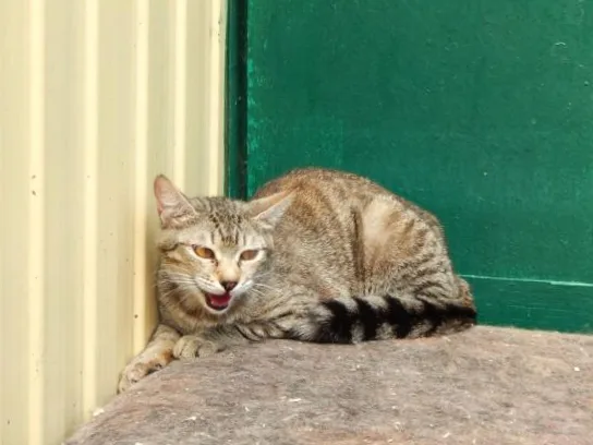 Кошка Ума, кошка, Приют Малинки (Кожухово), Москва. Фото 4 из 8.