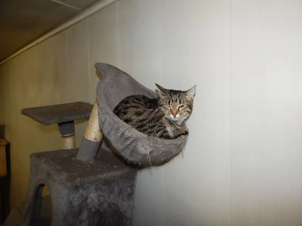 Кошка Кэти, кошка, Приют Малинки (Кожухово), Москва. Фото 6 из 11.