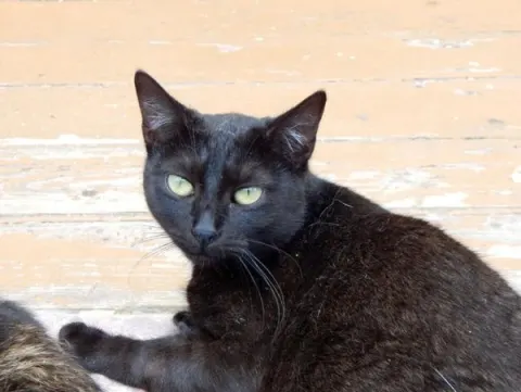 Лилит — кошка, Москва