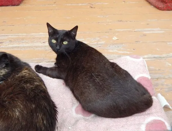 Кошка Лилит, кошка, Приют Малинки (Кожухово), Москва. Фото 3 из 10.