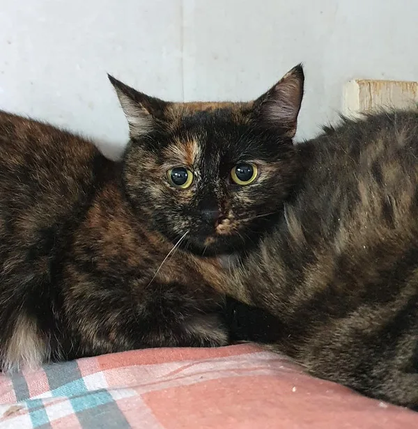 Кошка Корица, кошка, Приют Малинки (Кожухово), Москва. Фото 2 из 4.