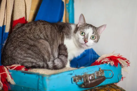 Януш — кошка, Москва
