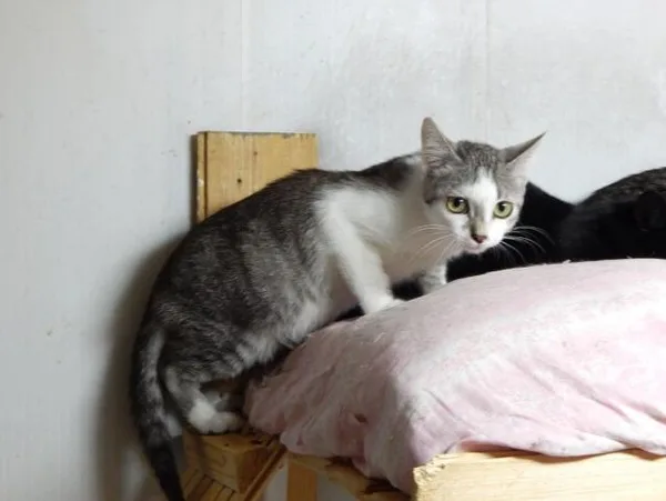 Кошка Януш, кот, Приют Малинки (Кожухово), Москва. Фото 6 из 11.