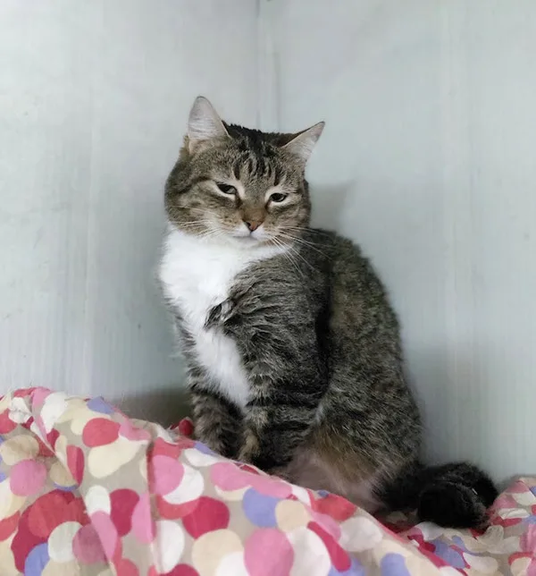 Кошка Лексус, кот, Приют Малинки (Кожухово), Москва. Фото 5 из 7.