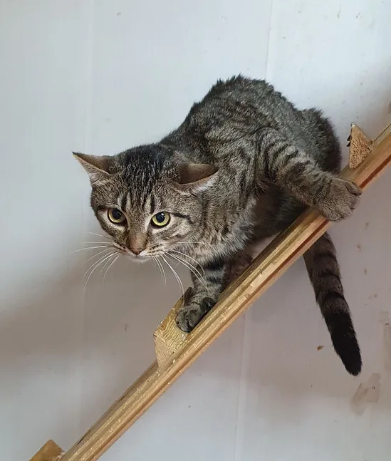 Кошка Джош, кот, Приют Малинки (Кожухово), Москва. Фото 4 из 10.