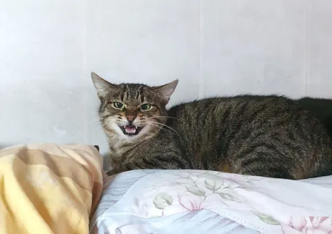 Тайга — кошка, Москва