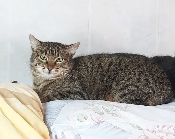 Кошка Тайга, кошка, Приют Малинки (Кожухово), Москва. Фото 5 из 5.