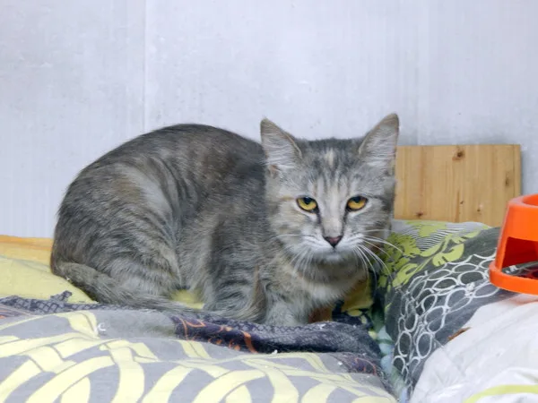 Кошка Мята, кошка, Приют Малинки (Кожухово), Москва. Фото 2 из 7.
