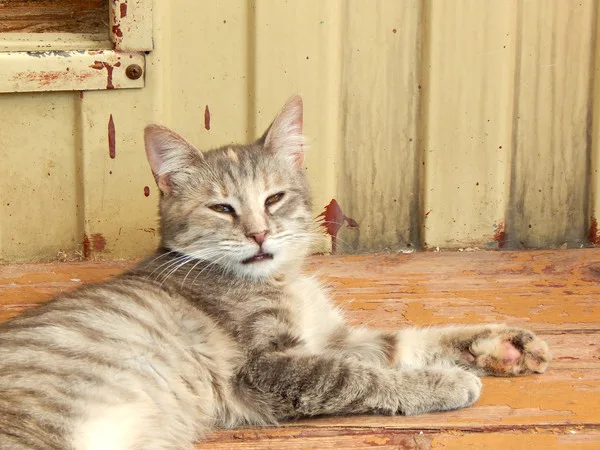 Кошка Мята, кошка, Приют Малинки (Кожухово), Москва. Фото 4 из 7.