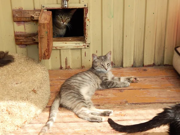 Кошка Мята, кошка, Приют Малинки (Кожухово), Москва. Фото 5 из 7.