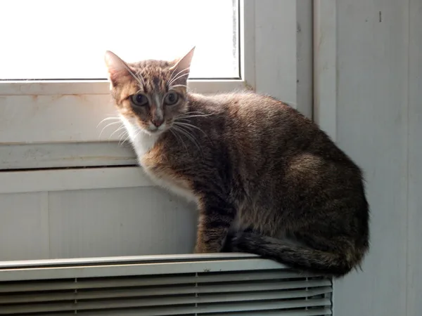 Кошка Элизабет, кошка, Приют Малинки (Кожухово), Москва. Фото 2 из 5.