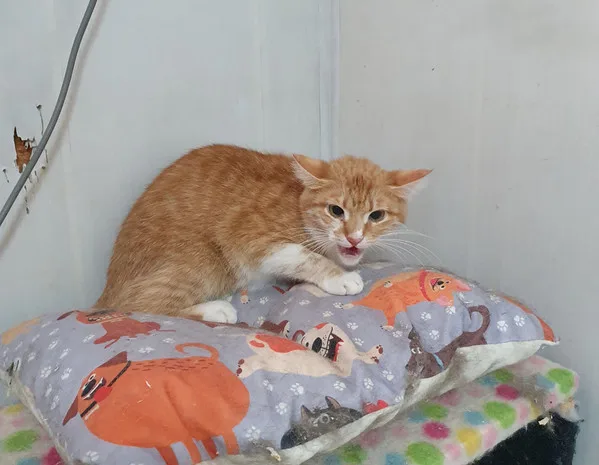 Кошка Горчица, кошка, Приют Малинки (Кожухово), Москва. Фото 3 из 9.