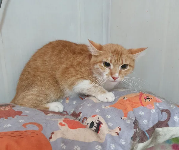 Кошка Горчица, кошка, Приют Малинки (Кожухово), Москва. Фото 1 из 9.