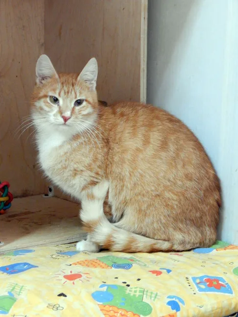 Кошка Горчица, кошка, Приют Малинки (Кожухово), Москва. Фото 6 из 9.