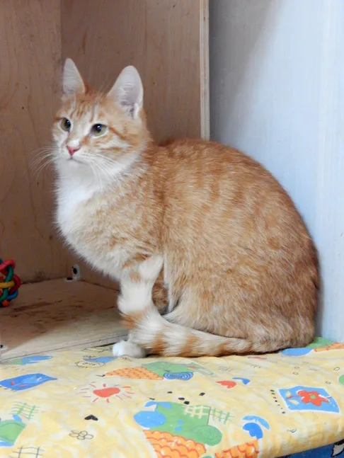 Кошка Горчица, кошка, Приют Малинки (Кожухово), Москва. Фото 7 из 9.