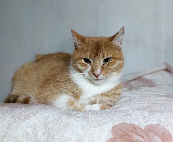 Кошка Горчица, кошка, Приют Малинки (Кожухово), Москва. Фото 8 из 9.