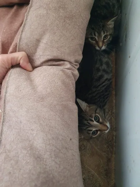 Кошка Иванка, кошка, Приют Малинки (Кожухово), Москва. Фото 3 из 6.