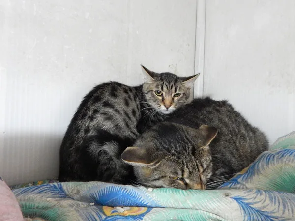 Кошка Иванка, кошка, Приют Малинки (Кожухово), Москва. Фото 4 из 6.