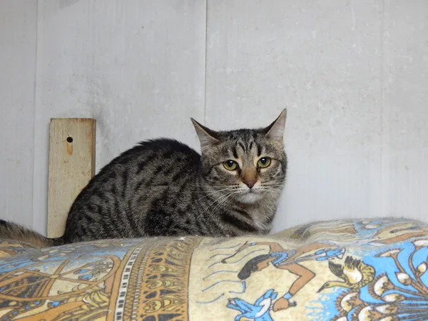 Кошка Иванка, кошка, Приют Малинки (Кожухово), Москва. Фото 5 из 6.