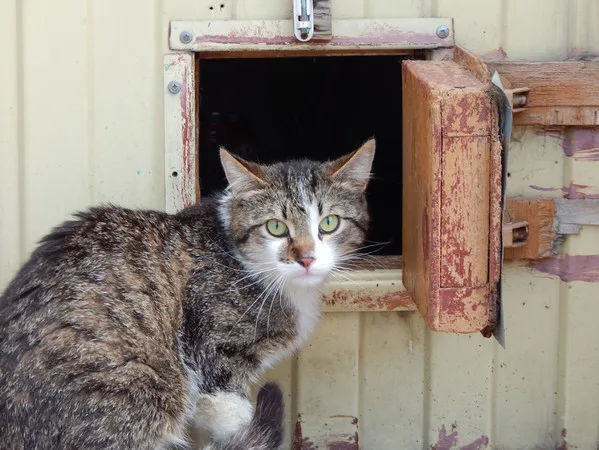 Кошка Спайк, кот, Приют Малинки (Кожухово), Москва. Фото 3 из 15.