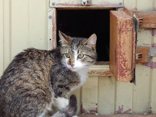 Кошка Спайк, кот, Приют Малинки (Кожухово), Москва. Фото 4 из 15.
