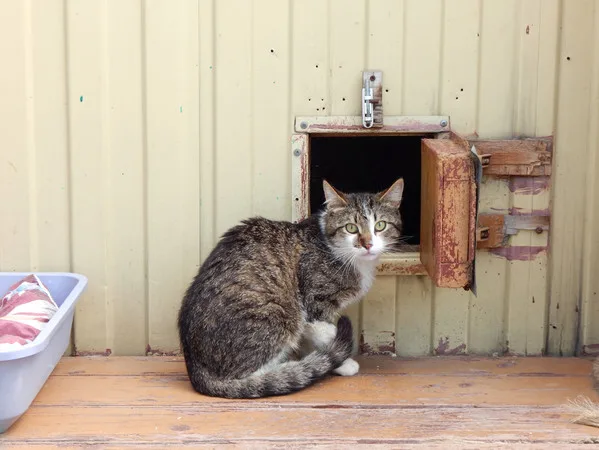 Кошка Спайк, кот, Приют Малинки (Кожухово), Москва. Фото 5 из 15.