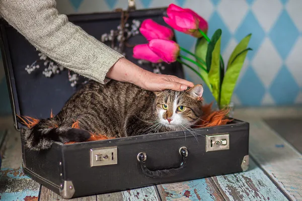 Кошка Спайк, кот, Приют Малинки (Кожухово), Москва. Фото 10 из 15.