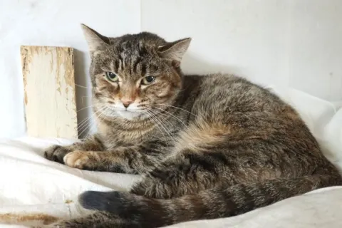 Дижона — кошка, Москва
